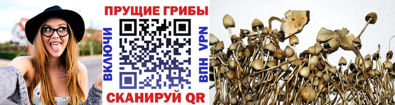 Псилоцибиновые грибы мицелий  Острогожск 